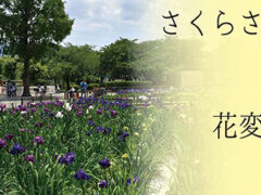 花菖蒲池 野外箏曲会