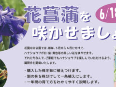 花菖蒲を咲かせましょう！