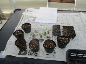第16回 みどりの教室「ミニシクラメンを種から育てる」レポート